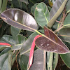 Rubber Fig, Rubber Bush, Rubber Tree, Rubber Plant, or Indian Rubber Bush