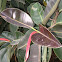 Rubber Fig, Rubber Bush, Rubber Tree, Rubber Plant, or Indian Rubber Bush