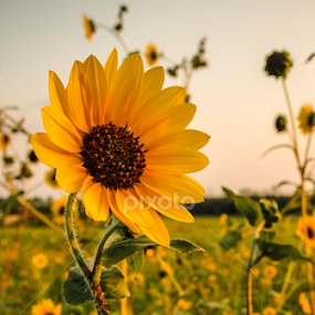 by Adrian Rusu - Flowers Flowers in the Wild