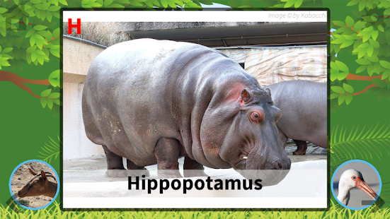 Download ABC Animals Flash Card HD APK