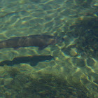 Snake River Fine-spotted Cutthroat Trout