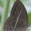 Dingy Bush Brown