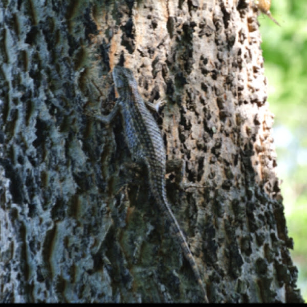 Texas Spiny Lizard Project Noah