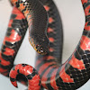 Red Bellied Mud Snake