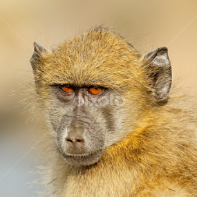 Baboon Baby by Gerhard Strydom - Animals Other Mammals