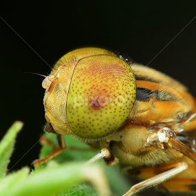 Hoverfly by Niney Azman - Animals Insects & Spiders
