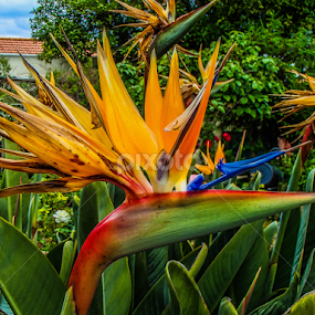 Strelitzie by Jesus Rivero - Flowers Flower Gardens