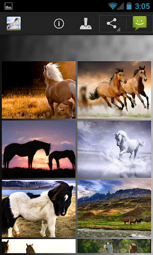 Horse Wallpapers