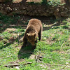 Brown bear, smeđi medvjed