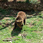 Brown bear, smeđi medvjed
