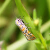 Rattlebox Moth