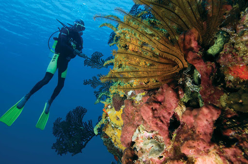 St-Lucia-scuba-diving - A coral reef off the Caribbean island nation of St. Lucia.