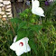 Rose Mallow Hibiscus 