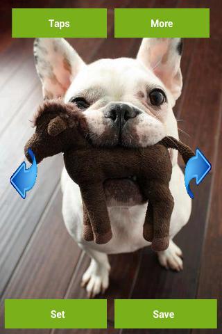 French bulldogs