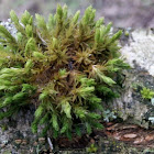 Moss