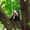 White Faced Capuchin