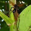 Tarantula Hawk (wasp)