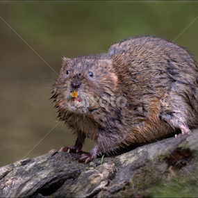 Water Vole by Marlene Finlayson - Animals Other Mammals