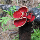 scarlet elf cup