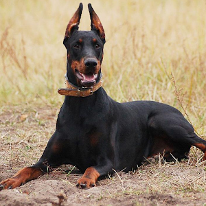 Doberman Pinschers Puzzle for PC and MAC