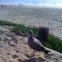 Juvenile Gull