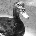 Muscovy Duck