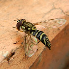 Hover Fly, Flower Fly