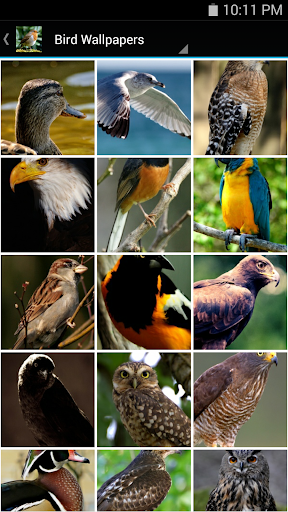 【免費生活App】Bird Wallpapers-APP點子