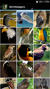 Lastest Bird Wallpapers APK for PC