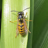 German Wasp