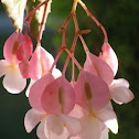 Perennial Begonia
