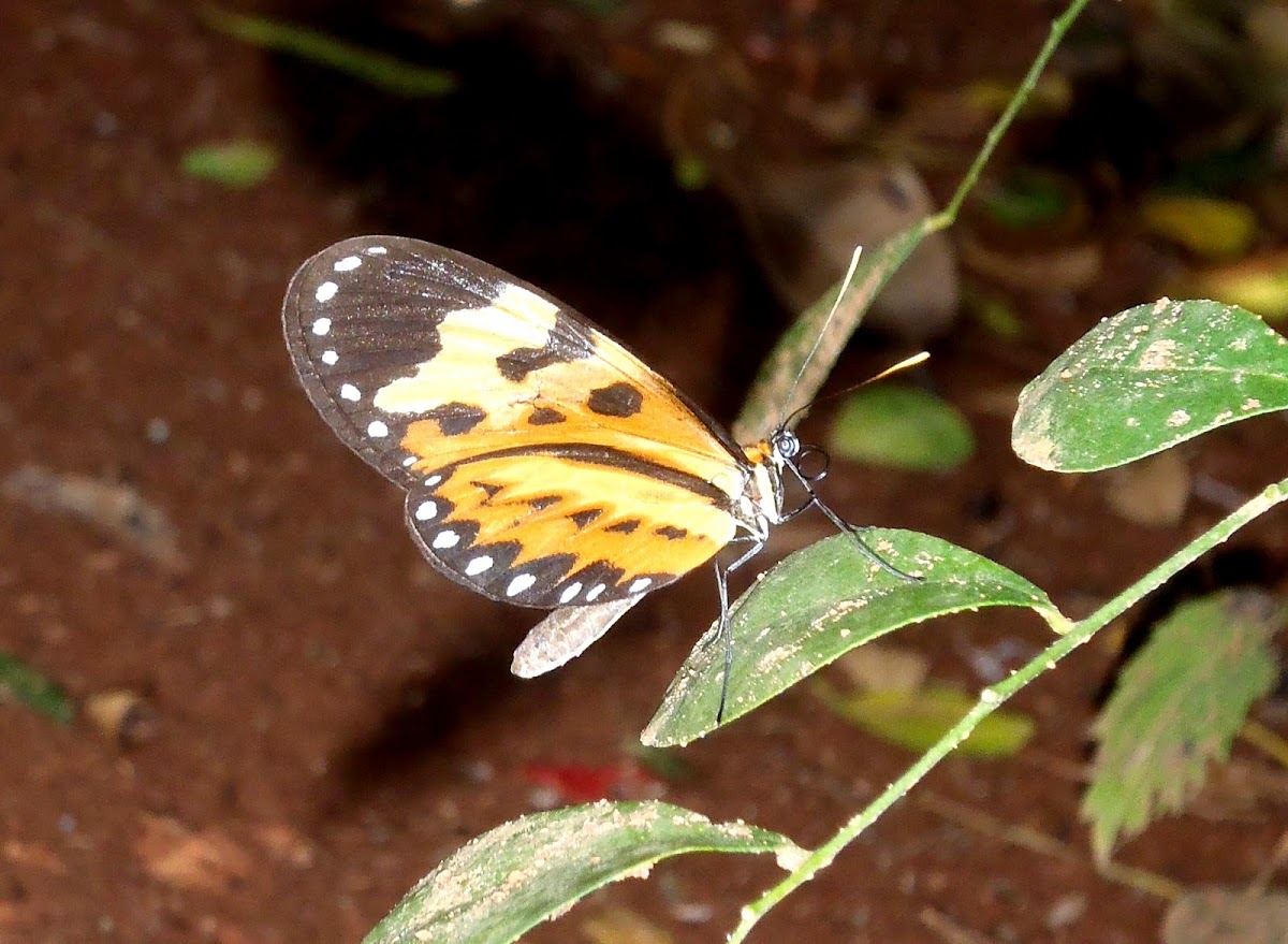 Mariposa. Butterfly. Borboleta