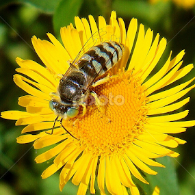 Dandelion  with Bee by Sherri Woodbridge - Flowers Single Flower