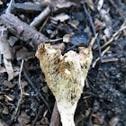 Dried fungus