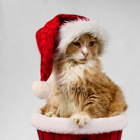 Santa Paws by Sondra Sarra - Public Holidays Christmas