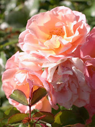 Z Lcd Amoled Flowers Wallpaper poster 7