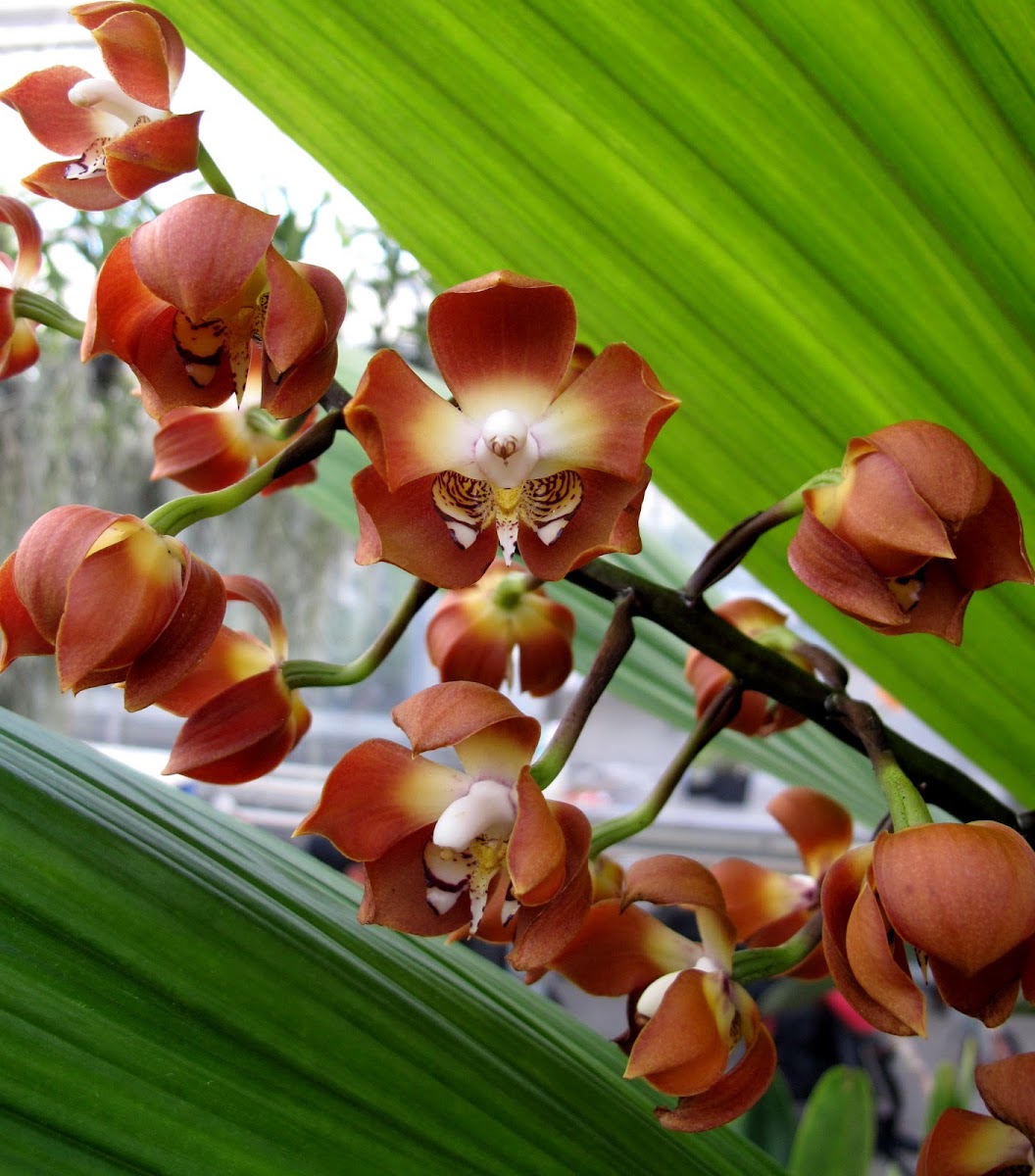 Wallis' Neomoorea Orchid