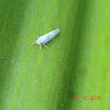 Leafhopper