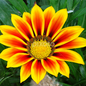 Gazania by Gordana Cajner - Flowers Flower Gardens
