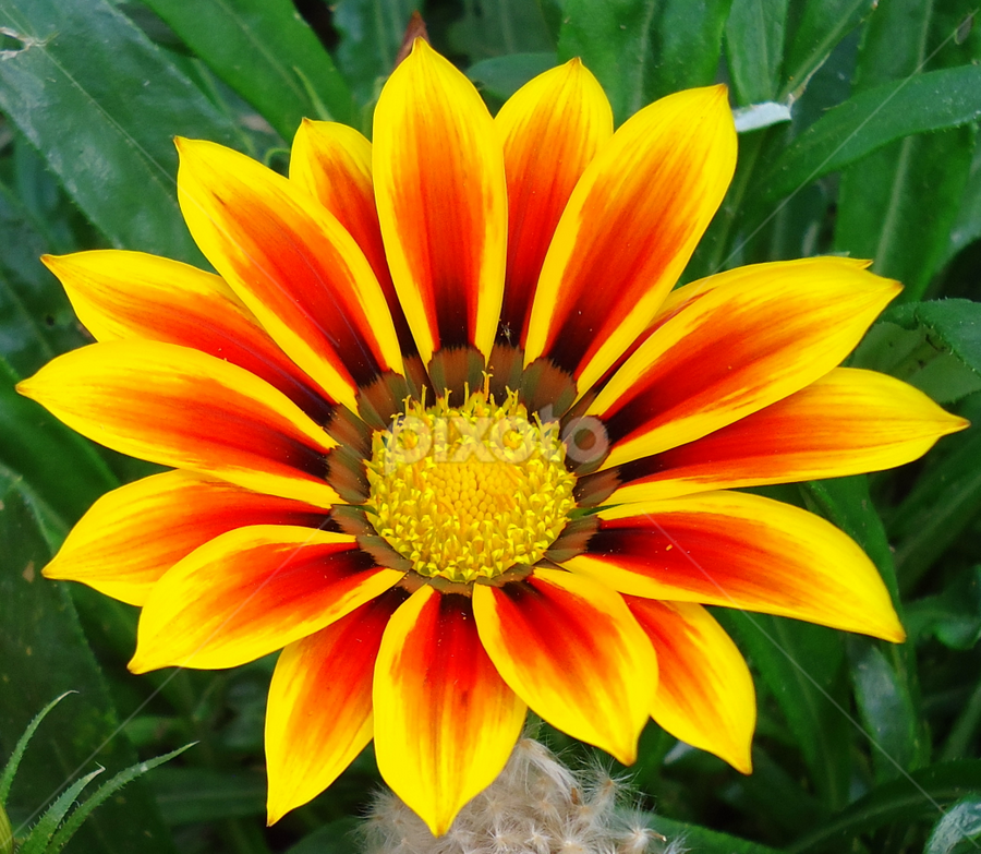 Gazania by Gordana Cajner - Flowers Flower Gardens