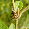 Cixiid Planthopper