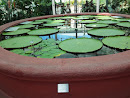 Amazon Water Lily Pond