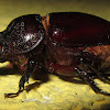 Rhinoceros Beetle (female)