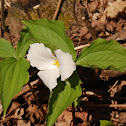 Large Flowered WhiteTrillum