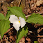 Large Flowered WhiteTrillum