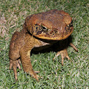 Philippines toad