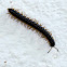 Millipedes