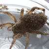 Wolf Spider