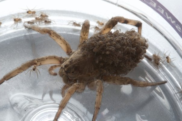 Wolf Spider