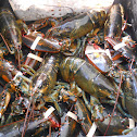 American Lobsters